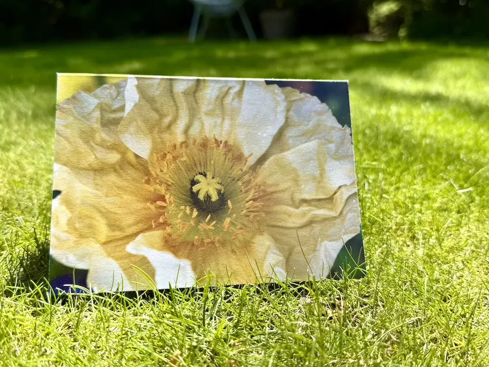 Karte Islandmohn